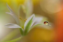 Sound Of Colors... (Juliana Nan) - Muzeo.com