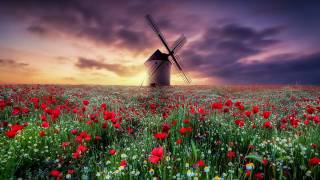 Spring by the windmill (Jose Antonio Trivino) - Muzeo.com