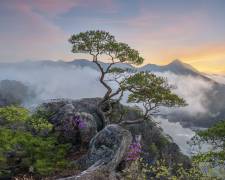 Spring, fallen wing (Jaeyoun Ryu) - Muzeo.com