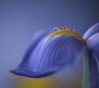 Spring is just around the corner (Judy Tseng) - Muzeo.com