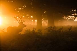 Stag in the mist (Stuart Harling) - Muzeo.com