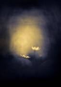Stars (Mika Suutari) - Muzeo.com