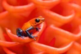 Strawberry poison-dart frog (Milan Zygmunt) - Muzeo.com