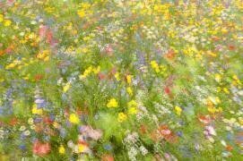 Summer field flowers (Piet Haaksma) - Muzeo.com