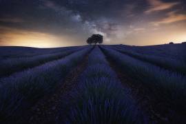 Summer night Dream (Jorge Ruiz Dueso) - Muzeo.com