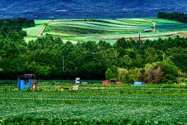 Summer when Tsumagoi cabbage grows (Yuusuke Hisamitsu) - Muzeo.com