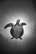 Sun (Andrey Narchuk) - Muzeo.com