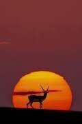 Sun Crossing (Abdul Saleem) - Muzeo.com