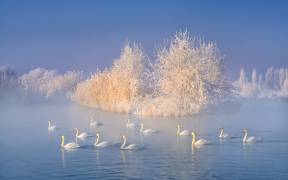 Swan Lake (Hua Zhu) - Muzeo.com
