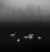 Swan lake foggy morning (Judy Tseng) - Muzeo.com