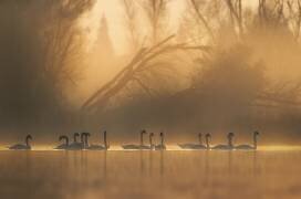 Swans community (Judy Tseng) - Muzeo.com