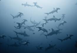 Swarming (Alexander Safonov ) - Muzeo.com