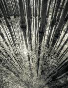 Synchronicity (Aurel Manea) - Muzeo.com