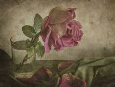 Tear of Rose (Igor Tokarev) - Muzeo.com