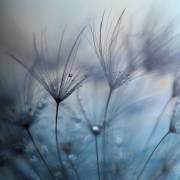 Teardrops (Mathieu Irthum) - Muzeo.com