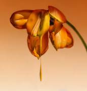 Tears of a flower (Kent Mathiesen) - Muzeo.com