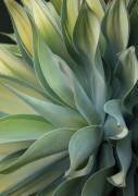 The Agave along the California Coast (Robin Wechsler) - Muzeo.com