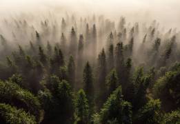 The Army of Firs (Lazar Ioan Ovidiu) - Muzeo.com