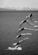 The beauty of diving (Greetje van Son) - Muzeo.com