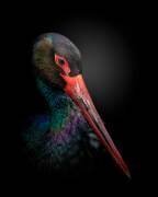The Black Stork (Fegari) - Muzeo.com