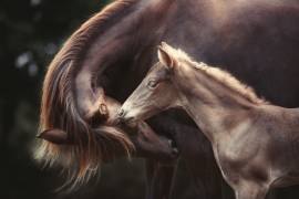 The Bond (Heike Willers) - Muzeo.com