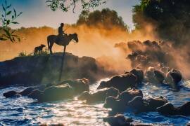 The buffalo shepherd (Meric Aktar) - Muzeo.com