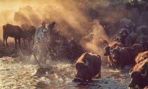 The buffalo shepherd (Meric Aktar) - Muzeo.com