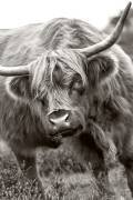 The Bull (Jacky Parker) - Muzeo.com