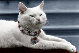 The Cat Named Arthur (Rue des Archives) - Muzeo.com