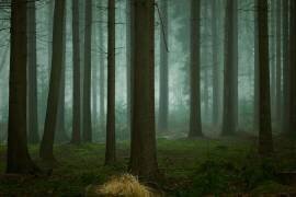 The Cold, Dark Days of Winter (Ellen Borggreve) - Muzeo.com