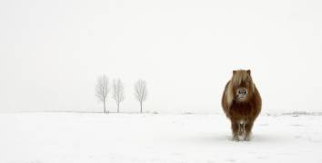 The cold pony (Gert van den Bosch) - Muzeo.com