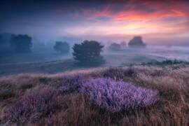 The colors of heather (Adam Pachula) - Muzeo.com
