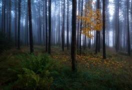 The dark light (Christian Lindsten) - Muzeo.com