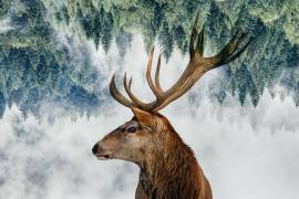 The Deer and the woods (Angyalosi Beata) - Muzeo.com