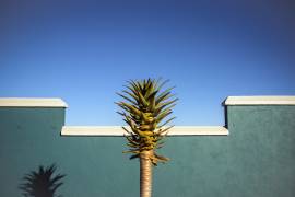The desert blooms (Linda Wride) - Muzeo.com