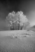 The first snow (Krzysztof Mierzejewski) - Muzeo.com