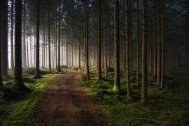 The forest (Benny Pettersson) - Muzeo.com