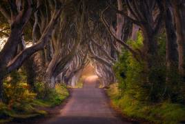 The Glowing Hedges (Daniel Gastager) - Muzeo.com