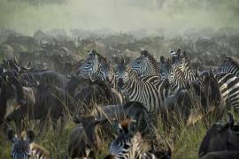 The Great migration (Giuseppe Damico) - Muzeo.com