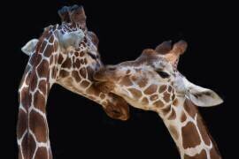The kiss (Manfred Foeger) - Muzeo.com