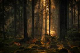 The light in the forest (Allan Wallberg) - Muzeo.com