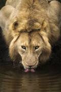 The Lion (Dan Mirica) - Muzeo.com