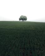 The lonely oak tree (Christian Lindsten) - Muzeo.com