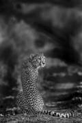 The look back (Jaco Marx) - Muzeo.com