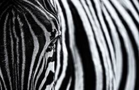 The look of nature (Marco Tagliarino) - Muzeo.com