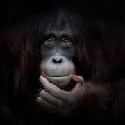 The mirror image (Antje Wenner-Braun) - Muzeo.com