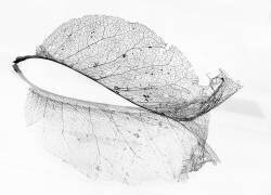 The old leaf (Katarina Holmström ) - Muzeo.com