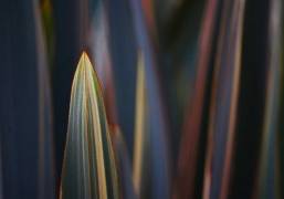 The one that stands out (Robin Wechsler) - Muzeo.com