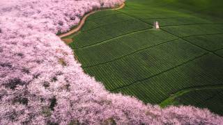 The road of flower (Tianqi) - Muzeo.com