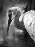 The Sandhill Crane on the pond (Robin Wechsler) - Muzeo.com